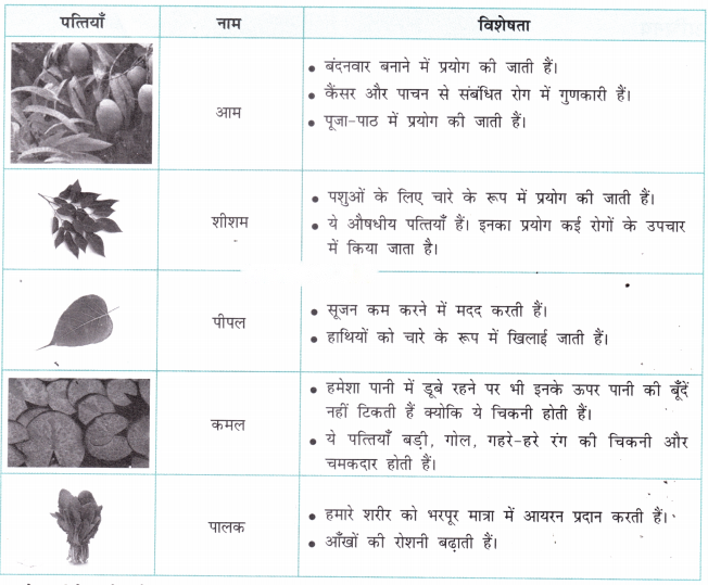 नीम (Neem) Diagram 10