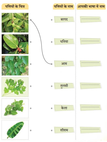 नीम (Neem) Diagram 7