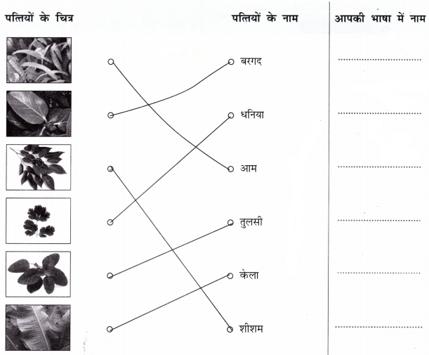 नीम (Neem) Diagram 8