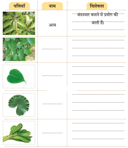 नीम (Neem) Diagram 9
