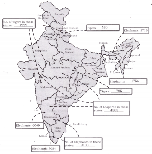 Elephants, Tigers, and Leopards Diagram 22