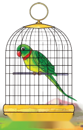 The Wise Parrot Diagram 1