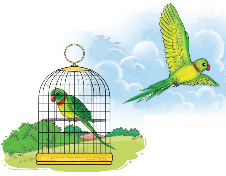 The Wise Parrot Diagram 3