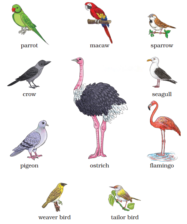 The Wise Parrot Diagram 5