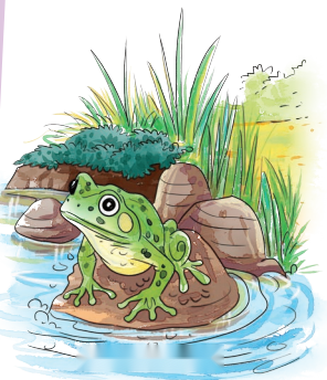 The Frog Diagram 1