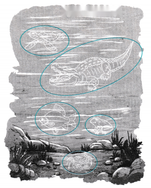 The Frog Diagram 4