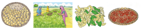 The Mystery of Food Diagram 1