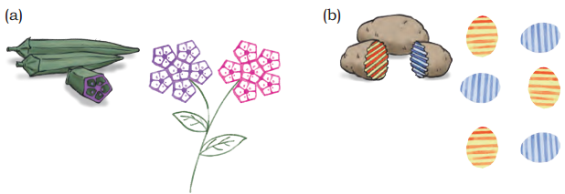 Symmetrical Designs Diagram 28
