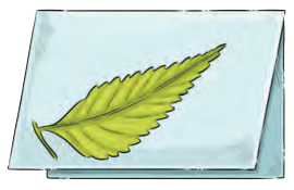 Neem Baba Diagram 8