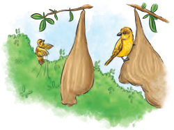 What a Bird Thought Diagram 18