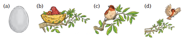 What a Bird Thought Diagram 8