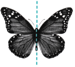 Symmetry Diagram 2