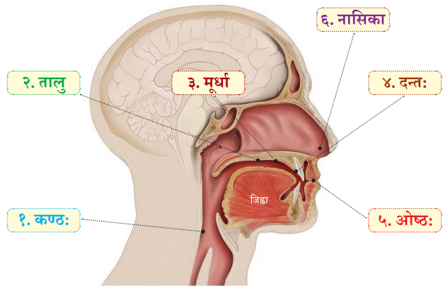 Class 6 Sanskrit Chapter 1 Diagram 10