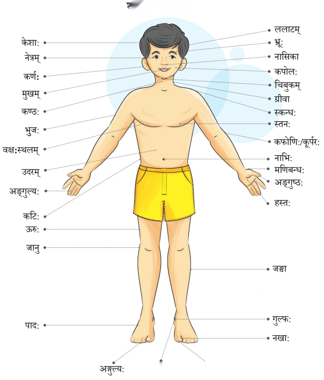 Class 6 Sanskrit Chapter 14 Diagram 10