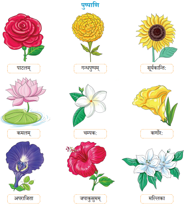 Class 6 Sanskrit Chapter 6 Diagram 7