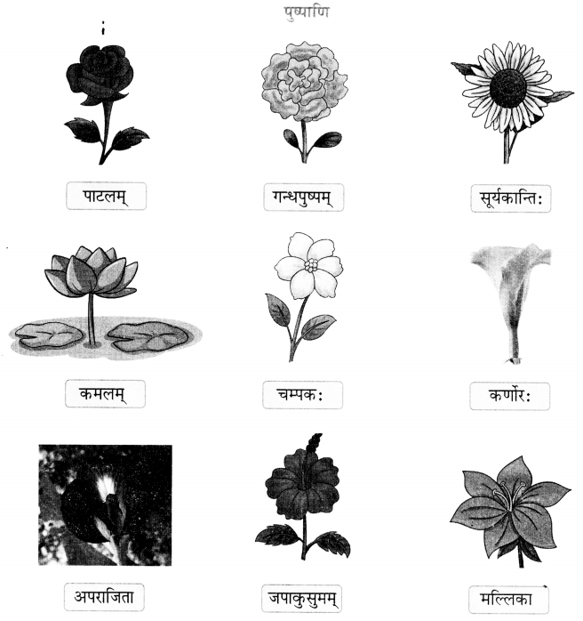 Class 6 Sanskrit Chapter 6 Diagram 8