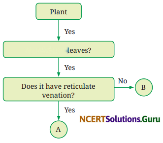 Diversity in the Living World Diagram 4