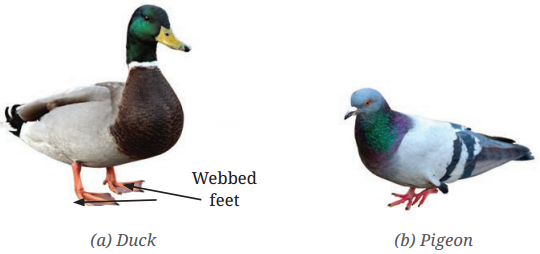 Diversity in the Living World Diagram 6
