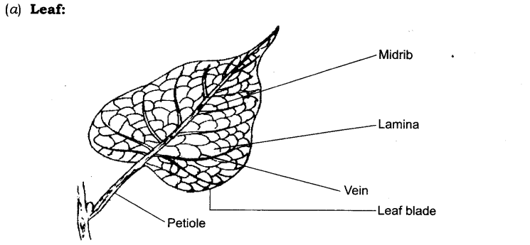 Temperature and its Measurement Diagram 11