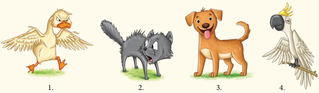 Animals Birds and Dr Dolittle Diagram 1