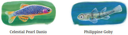 A Peek Beyond the Point Diagram 7