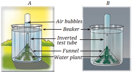 Life Processes in Plants Class 7 Diagram 10