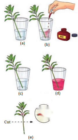 Life Processes in Plants Class 7 Diagram 12