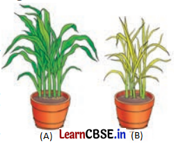 Life Processes in Plants Class 7 Diagram 3