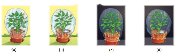 Life Processes in Plants Class 7 Diagram 4