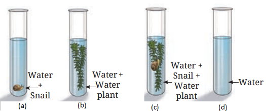 Life Processes in Plants Class 7 Diagram 5