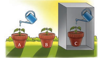 Life Processes in Plants Class 7 Diagram 6