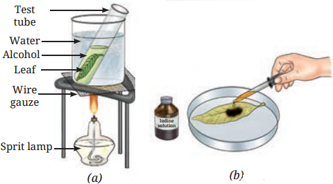 Life Processes in Plants Class 7 Diagram 7