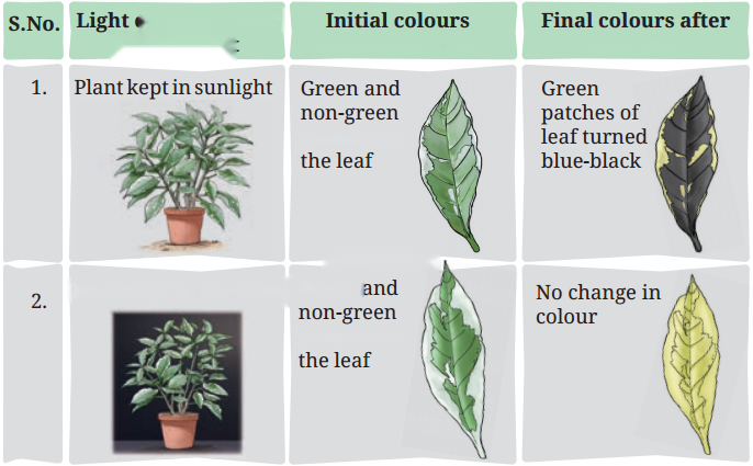 Life Processes in Plants Class 7 Diagram 8