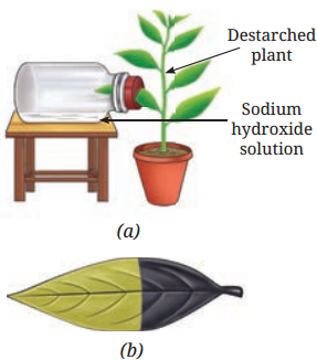 Life Processes in Plants Class 7 Diagram 9