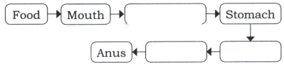 Life Processes in Animals Class 7 Diagram 1