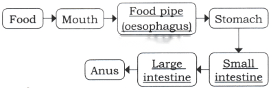 Life Processes in Animals Class 7 Diagram 2
