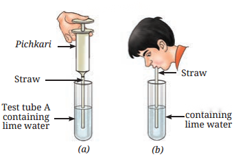 Life Processes in Animals Class 7 Diagram 6
