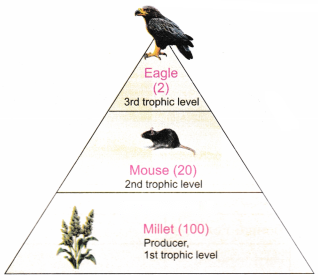 How Nature Works in Harmony Diagram 11