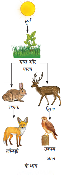 How Nature Works in Harmony (Hindi Medium) Diagram 3