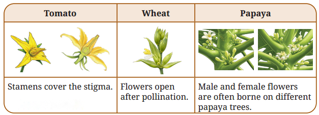 Reproduction How Life Continues Diagram 1