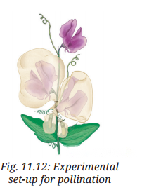 Reproduction How Life Continues Diagram 13
