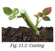 Reproduction How Life Continues Diagram 4