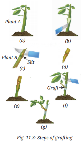 Reproduction How Life Continues Diagram 5
