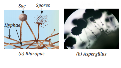 Reproduction How Life Continues Diagram 8