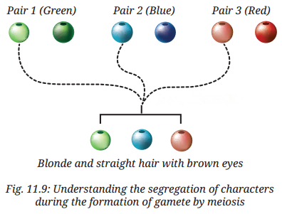 Reproduction How Life Continues Diagram 9