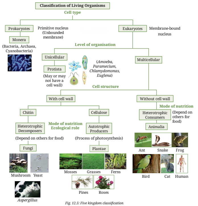 Patterns in Life Diversity and Classification Diagram 3