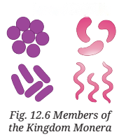 Patterns in Life Diversity and Classification Diagram 4