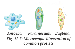 Patterns in Life Diversity and Classification Diagram 5