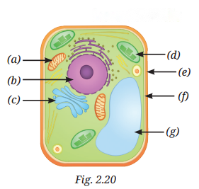 Cell The Building Block of Life Diagram 1