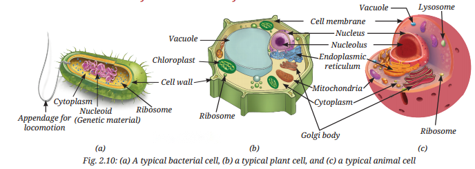 Cell The Building Block of Life Diagram 10